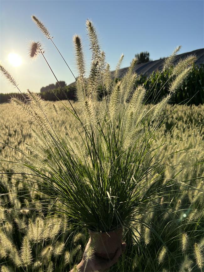 小兔子狼尾草的花期介绍冰球突破豪华版手机版(图1) 小兔子狼尾草的花期介绍冰球突破豪华版手机版(图1)